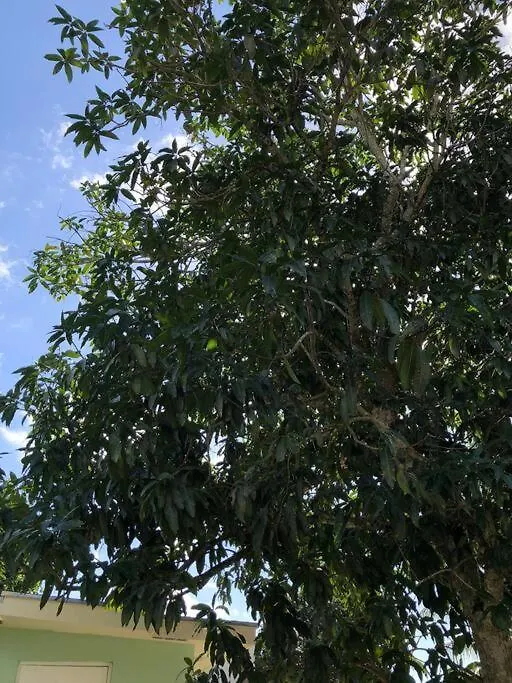 나사우 Mango Leaf 아파트 바하마
